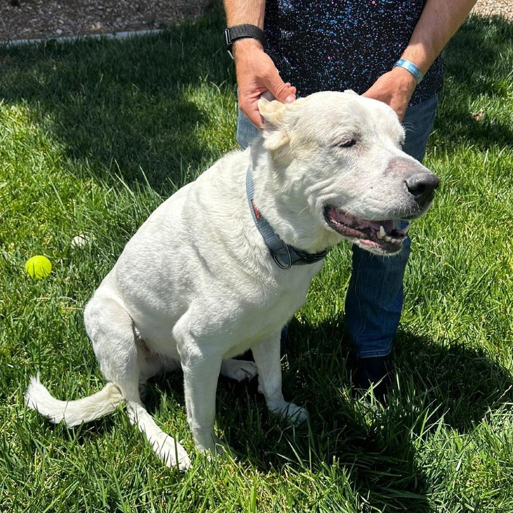 Enlarge Olaf OS PDR, a Adoptable Great Pyrenees in Las Vegas, NV image 2/4