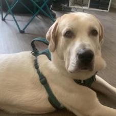 Enlarge Olaf OS PDR, a Adoptable Great Pyrenees in Las Vegas, NV image 4/4