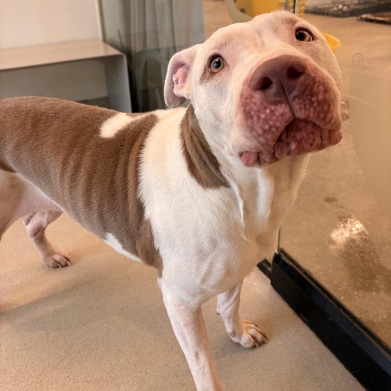 Clarabelle, a Adoptable Mixed Breed in Bentonville, AR image 1/3
