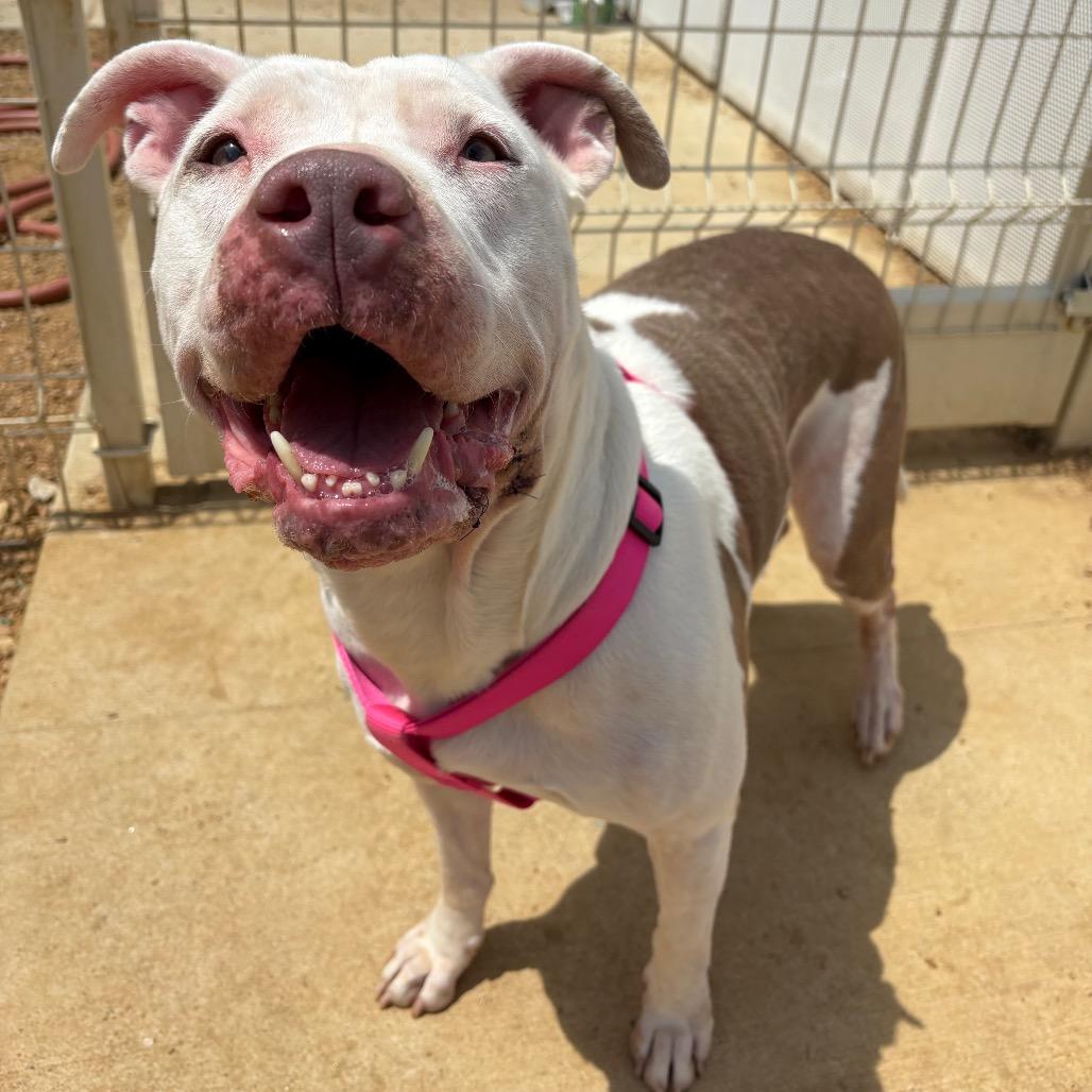 Clarabelle, a Adoptable Mixed Breed in Bentonville, AR image 3/3