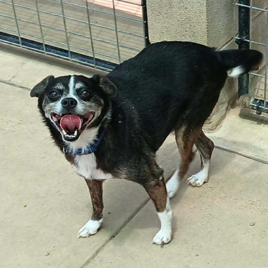 Enlarge Rossi, a Adoptable mixed breed in Wadena, MN image 1/6