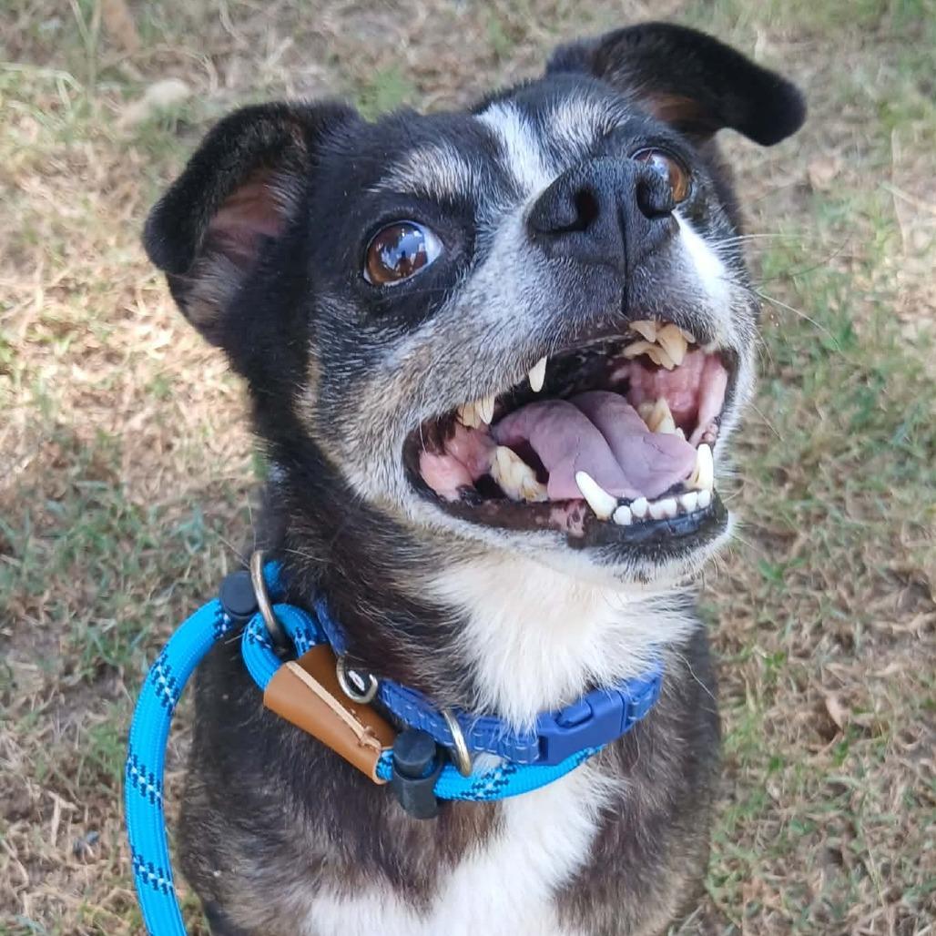 Enlarge Rossi, a Adoptable mixed breed in Wadena, MN image 2/6