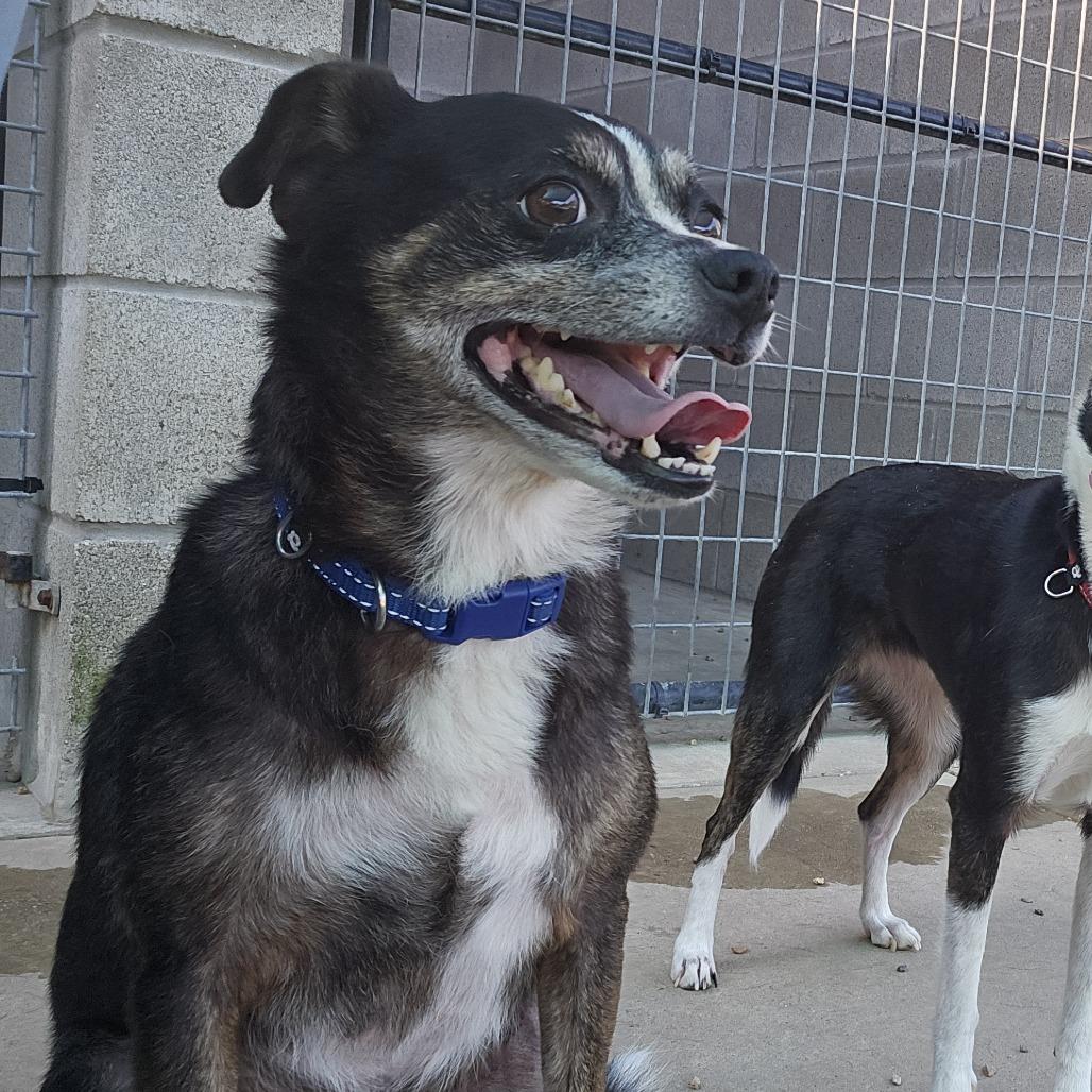 Enlarge Rossi, a Adoptable mixed breed in Wadena, MN image 3/6