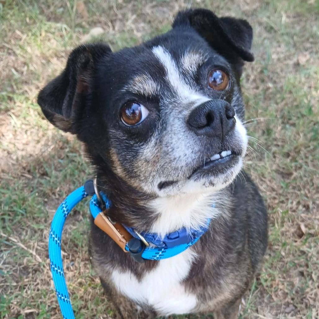Enlarge Rossi, a Adoptable mixed breed in Wadena, MN image 4/6