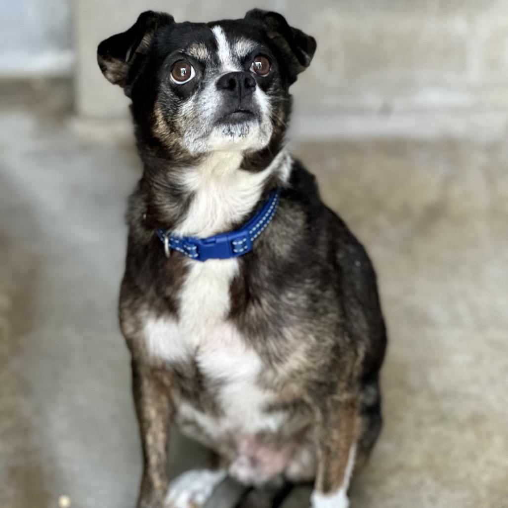 Enlarge Rossi, a Adoptable mixed breed in Wadena, MN image 5/6