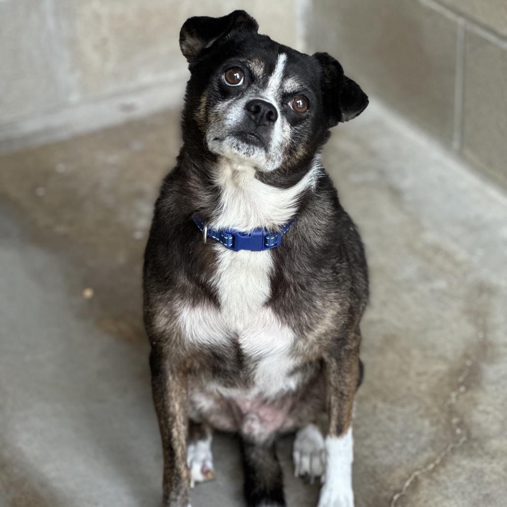 Enlarge Rossi, a Adoptable mixed breed in Wadena, MN image 6/6