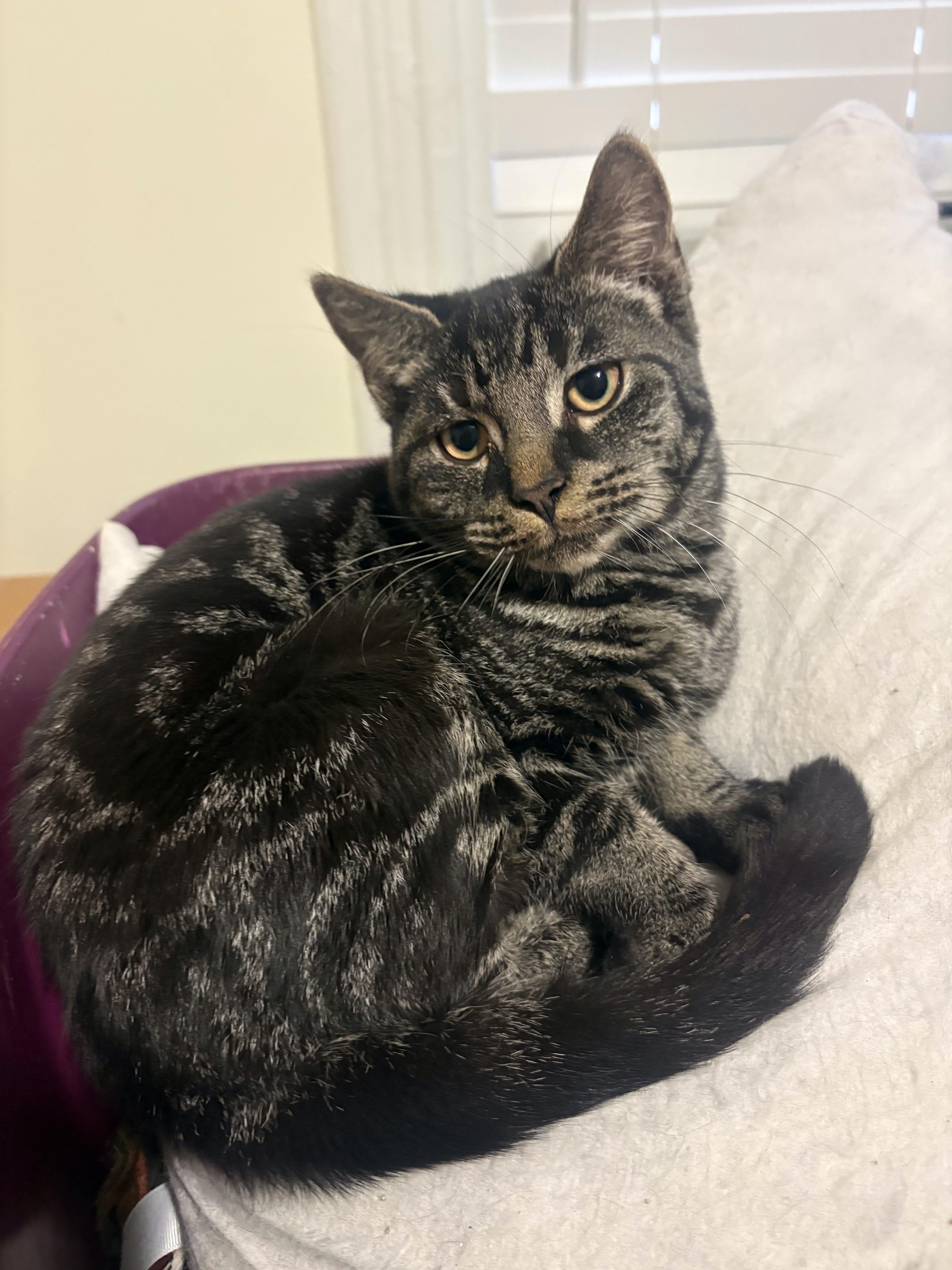 Dorian, ADOPTABLE, Young Male American Shorthair.