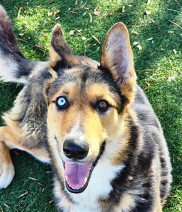 ACE, Adoptable, Adult Male German Shepherd Dog.