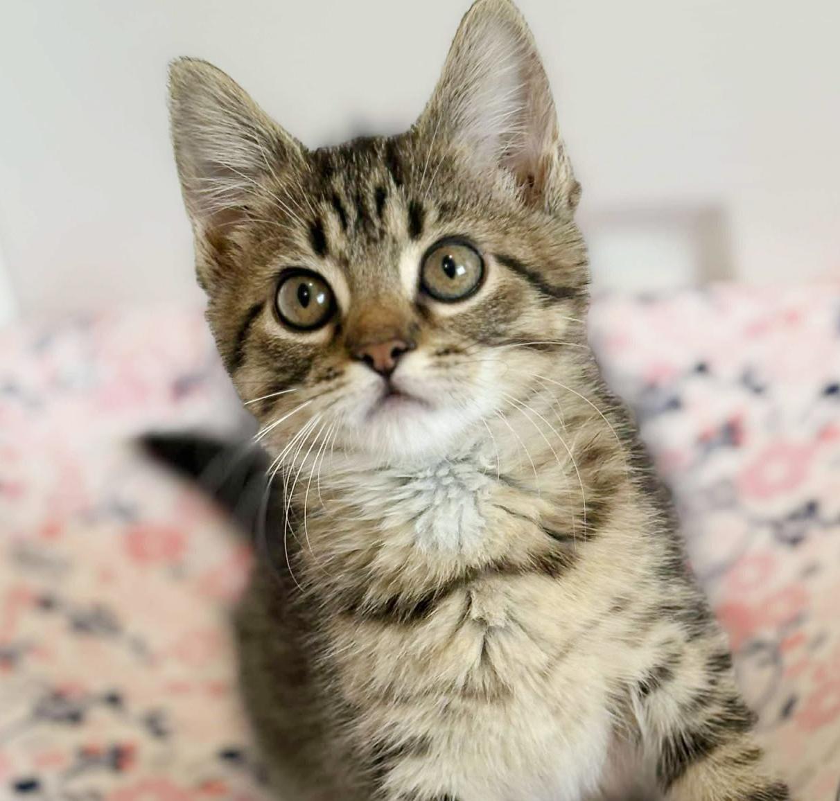 Our fosters are have so many kittens are now big enough to be adopted They are anywhere from 8 to