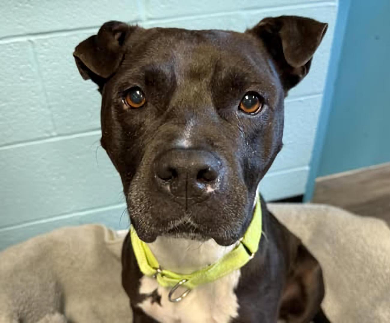 Enlarge Empress, a ADOPTABLE Pit Bull Terrier in Euclid, OH image 3/5