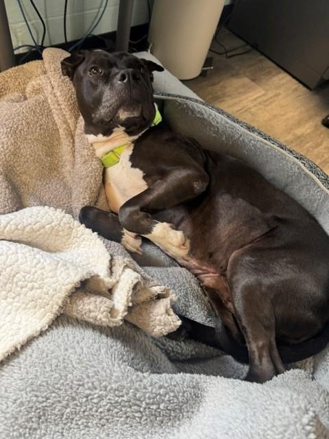 Enlarge Empress, a ADOPTABLE Pit Bull Terrier in Euclid, OH image 5/5