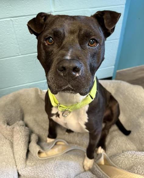 Enlarge Empress, a ADOPTABLE Pit Bull Terrier in Euclid, OH image 2/5