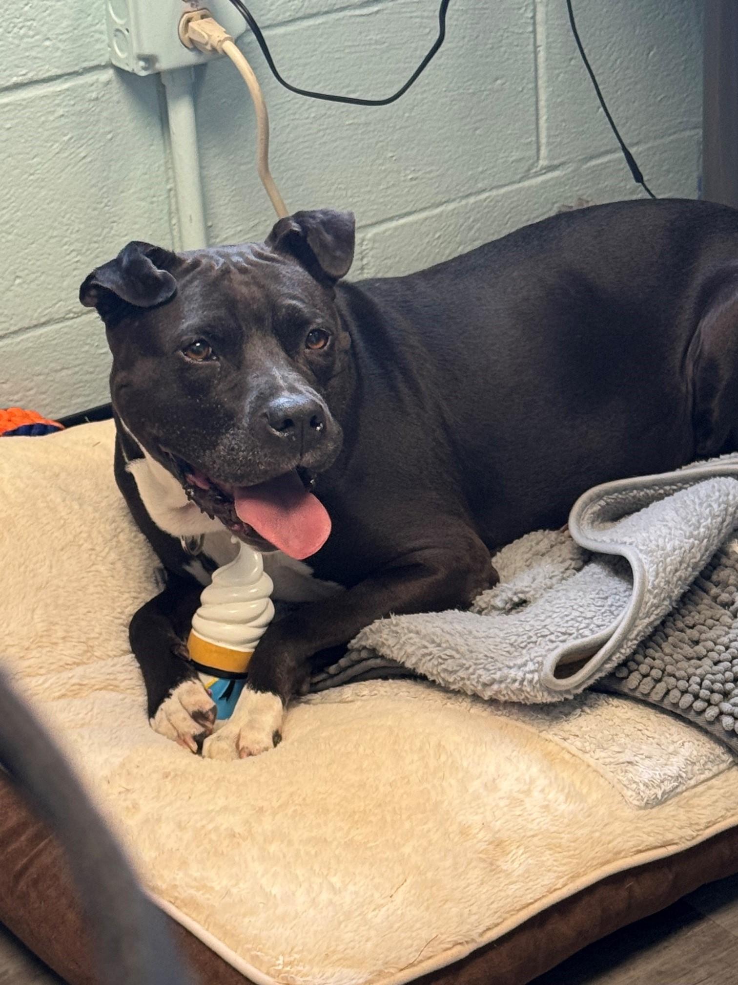 Enlarge Empress, a ADOPTABLE Pit Bull Terrier in Euclid, OH image 4/5