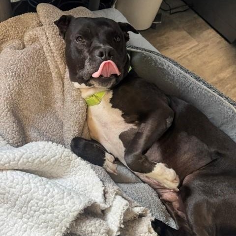 Enlarge Empress, a ADOPTABLE Pit Bull Terrier in Euclid, OH image 1/5