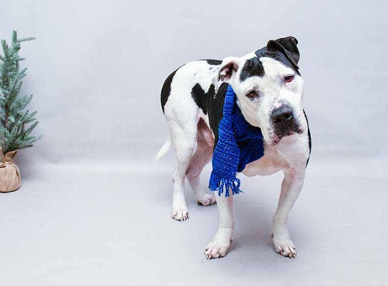 Enlarge Cowboy, a ADOPTABLE mixed breed in Sanford, FL image 2/2