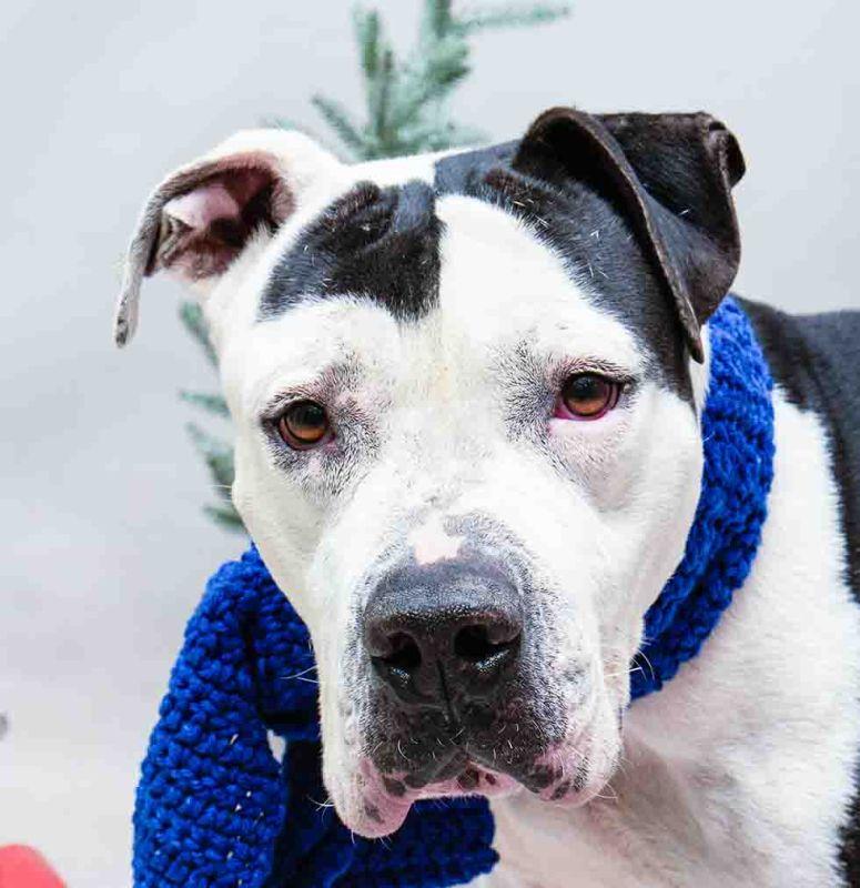 Enlarge Cowboy, a ADOPTABLE mixed breed in Sanford, FL image 1/2