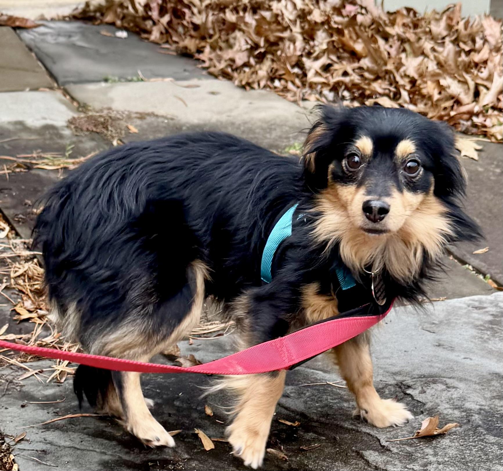 Chase, a Adoptable Dachshund (Long Haired) in POTOMAC, MD image 1/4
