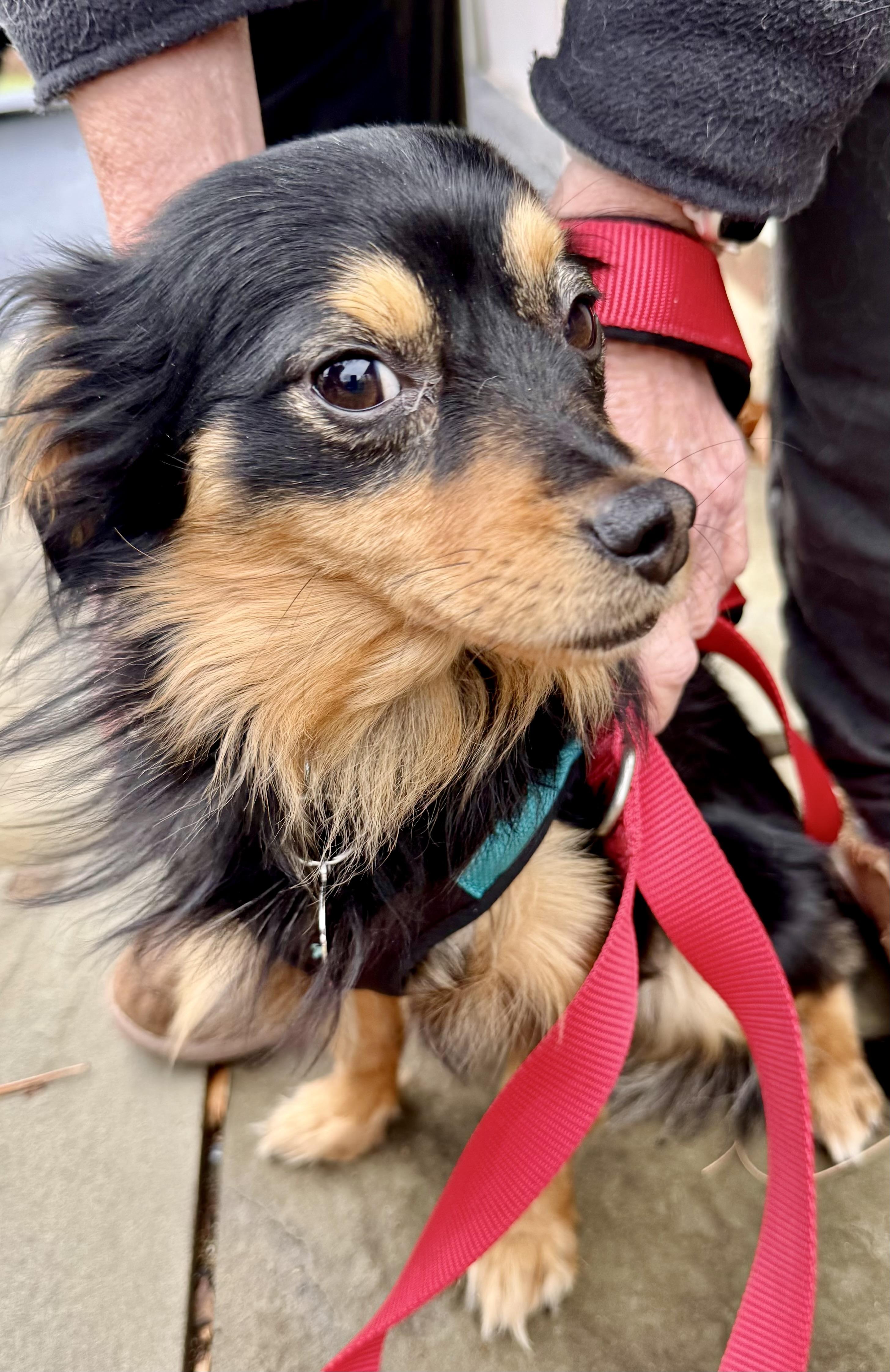 Chase, a Adoptable Dachshund (Long Haired) in POTOMAC, MD image 2/4