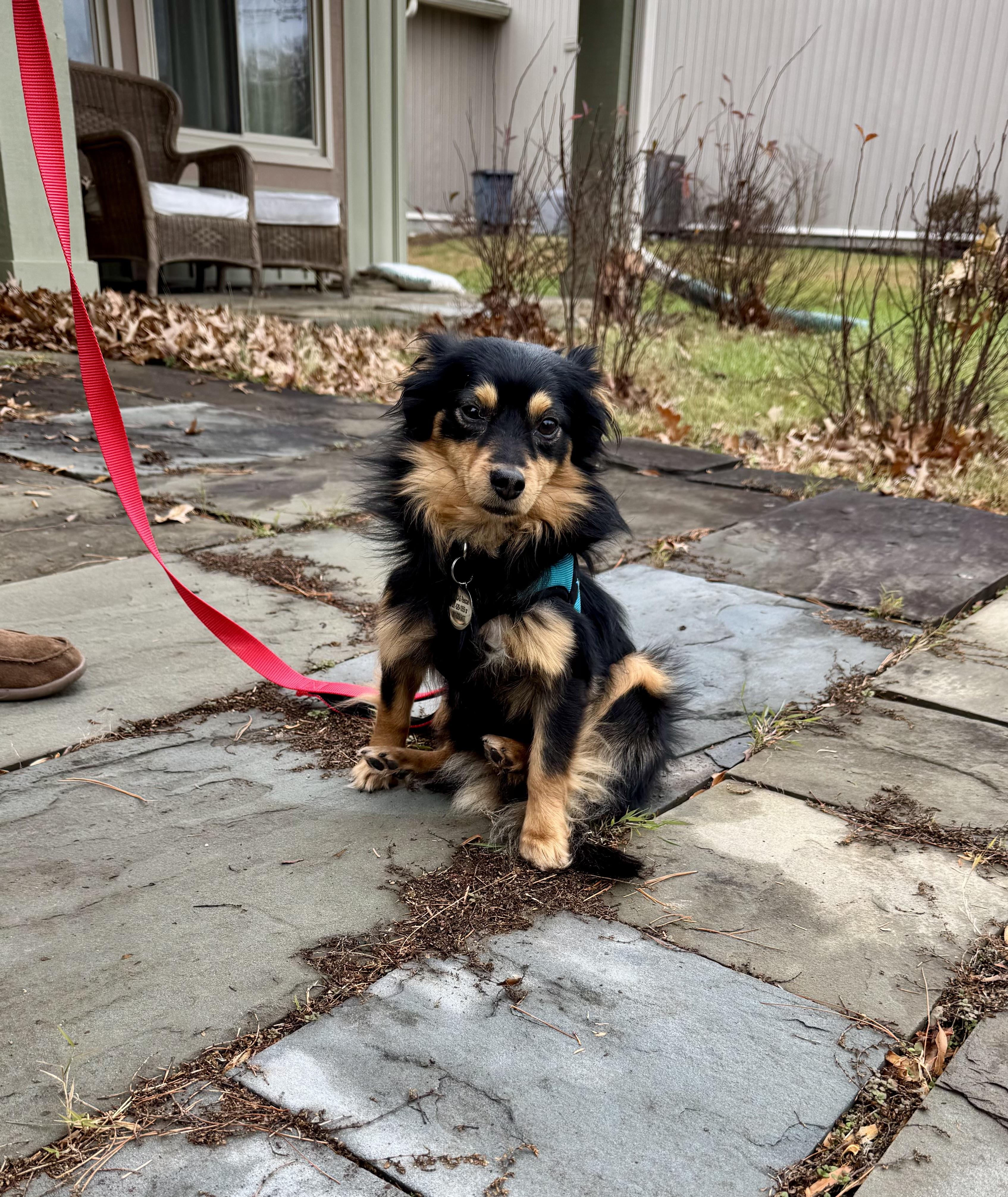 Chase, a Adoptable Dachshund (Long Haired) in POTOMAC, MD image 3/4