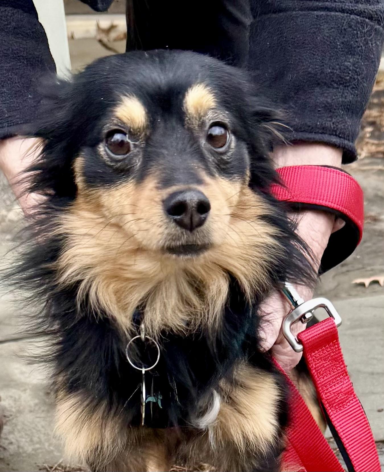 Chase, a Adoptable Dachshund (Long Haired) in POTOMAC, MD image 4/4