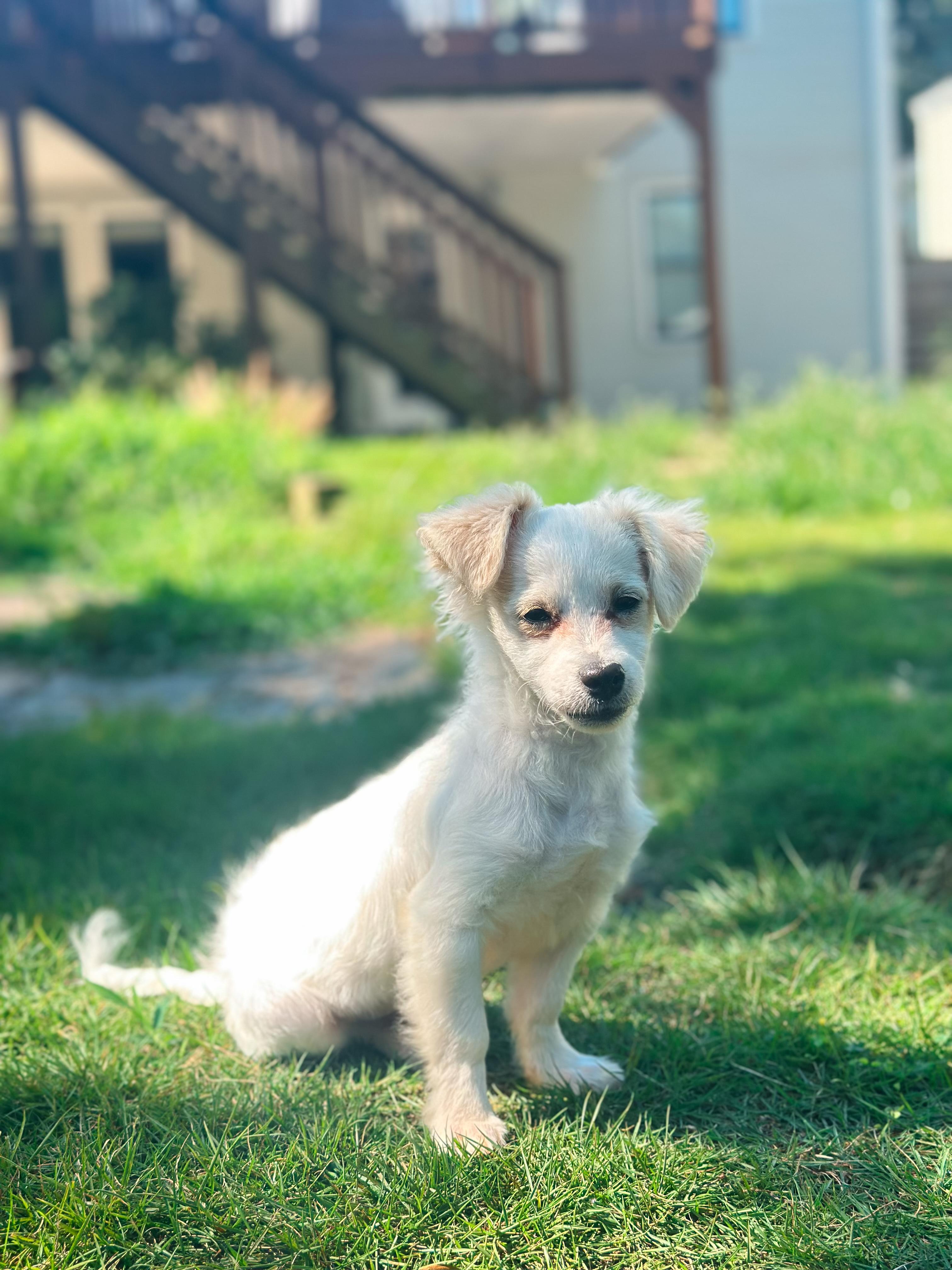 Pippin, an adopted mixed breed in Atlanta, GA image 2/5