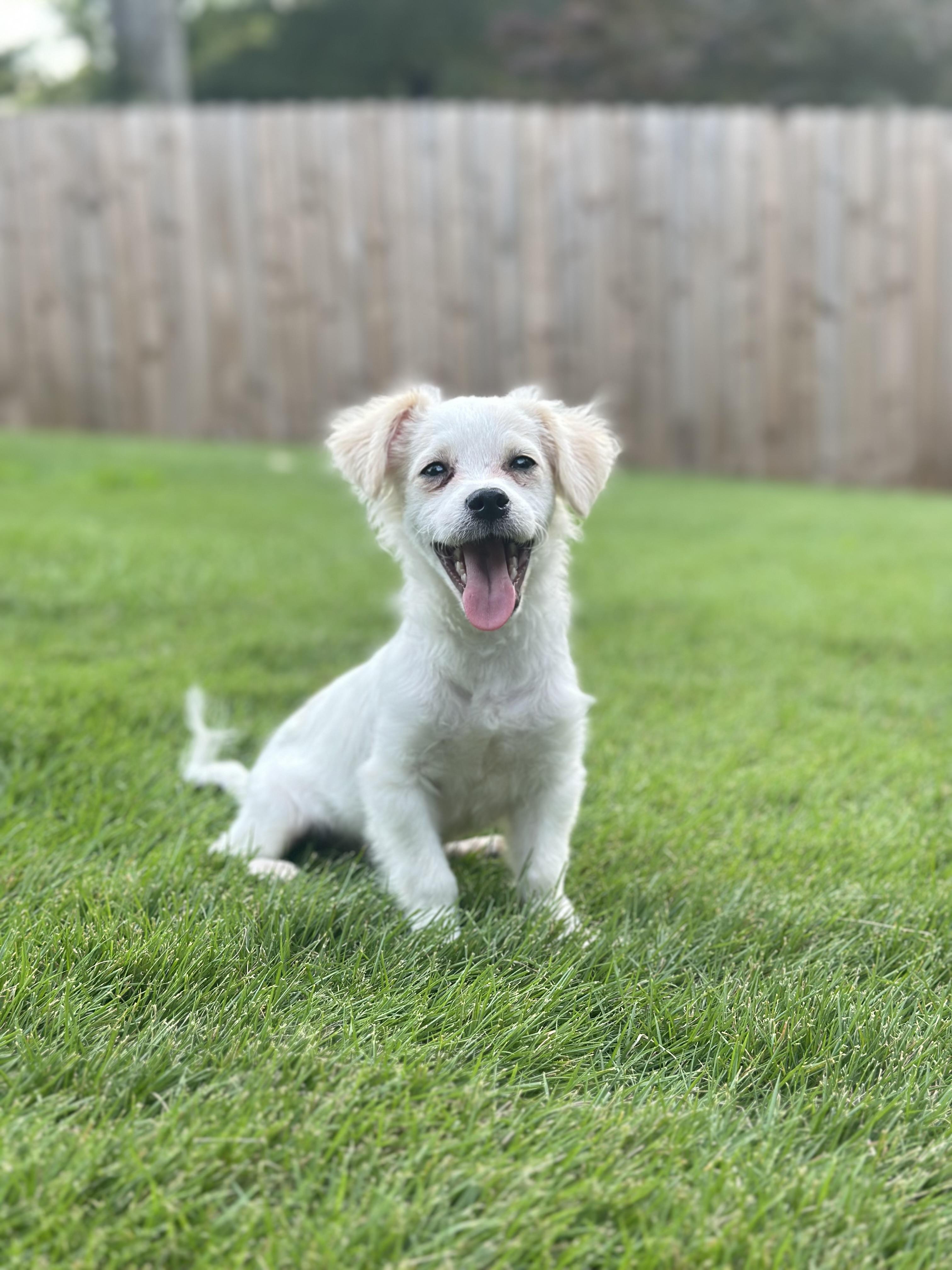 Pippin, adopted, Puppy Male Mixed Breed.