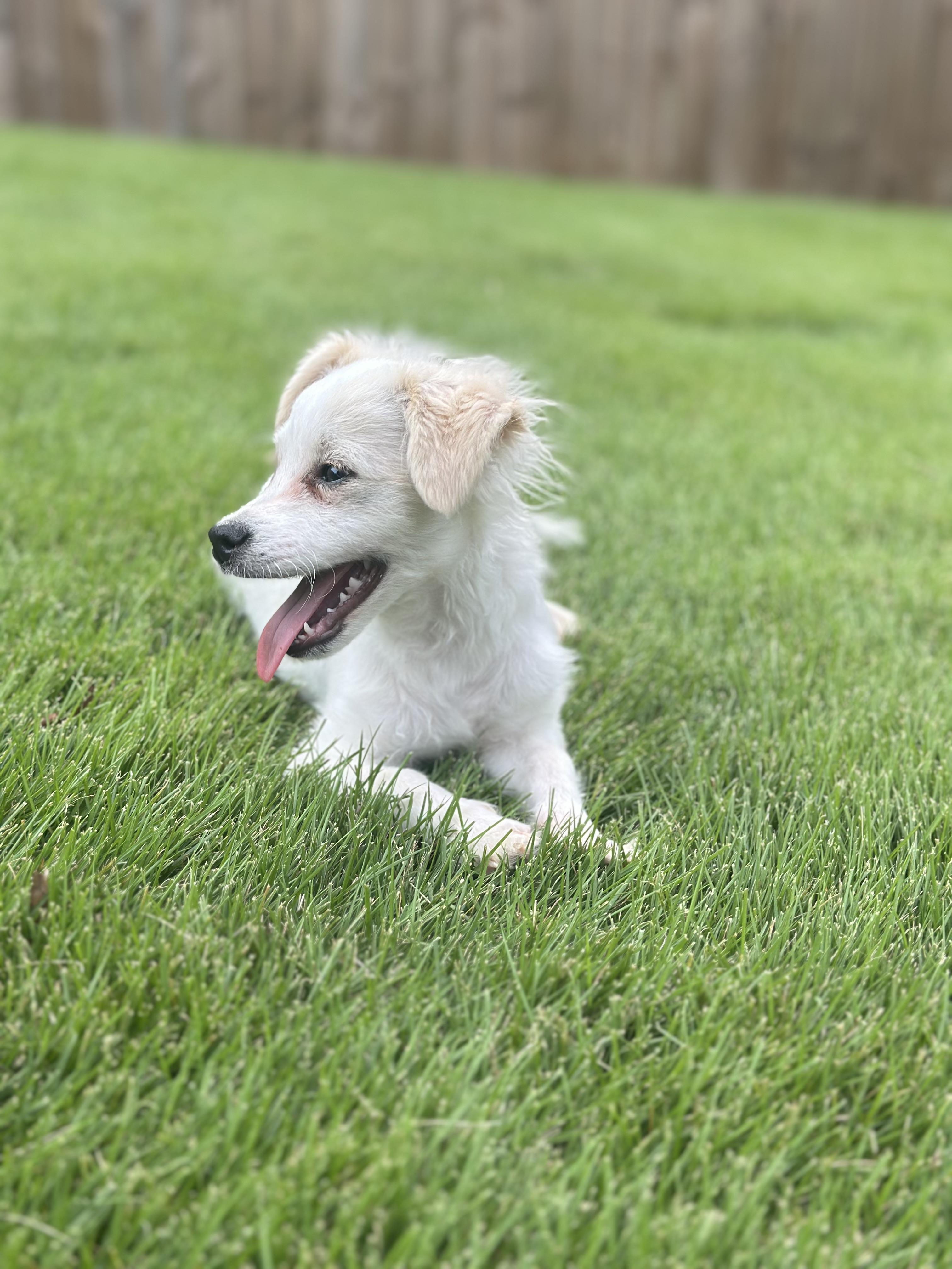 Pippin, an adopted mixed breed in Atlanta, GA image 3/5