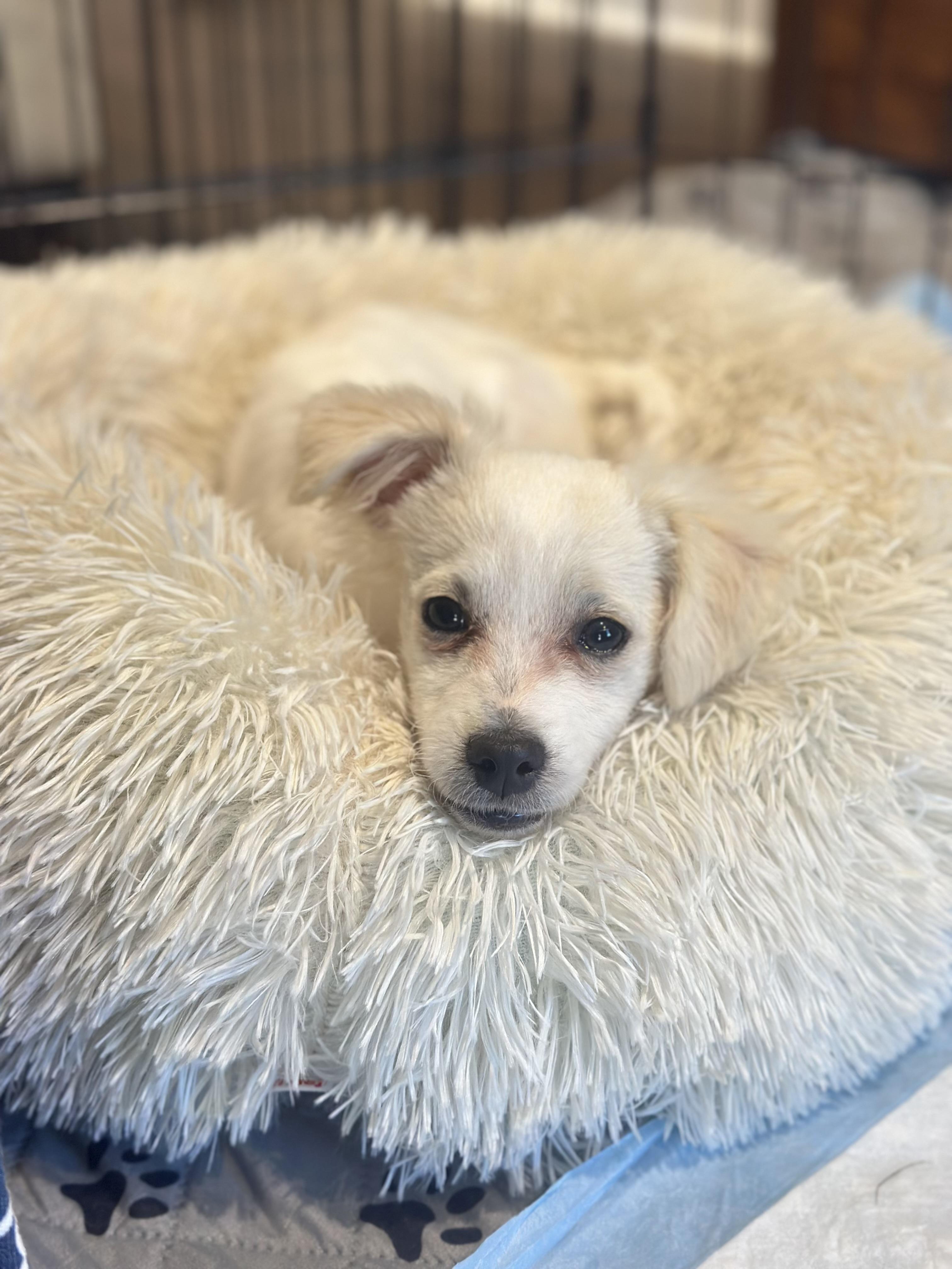 Pippin, an adopted mixed breed in Atlanta, GA image 4/5