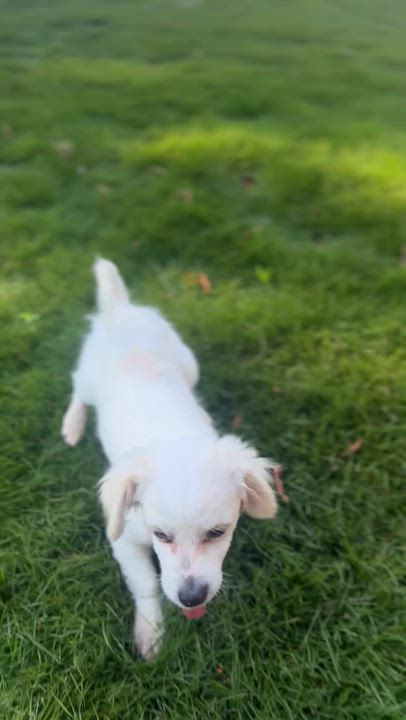 Enlarge Pippin, an adopted mixed breed in Atlanta, GA video 5/5