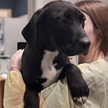 Ruby, ADOPTABLE, Puppy Female Black Labrador Retriever.
