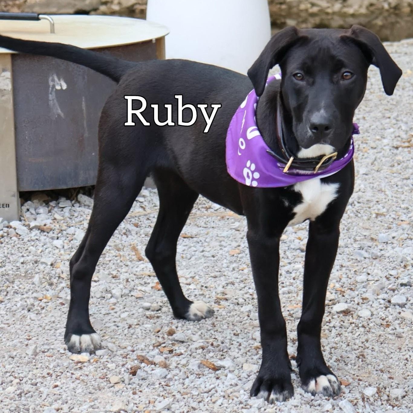 Ruby, ADOPTABLE, Puppy Female Black Labrador Retriever.