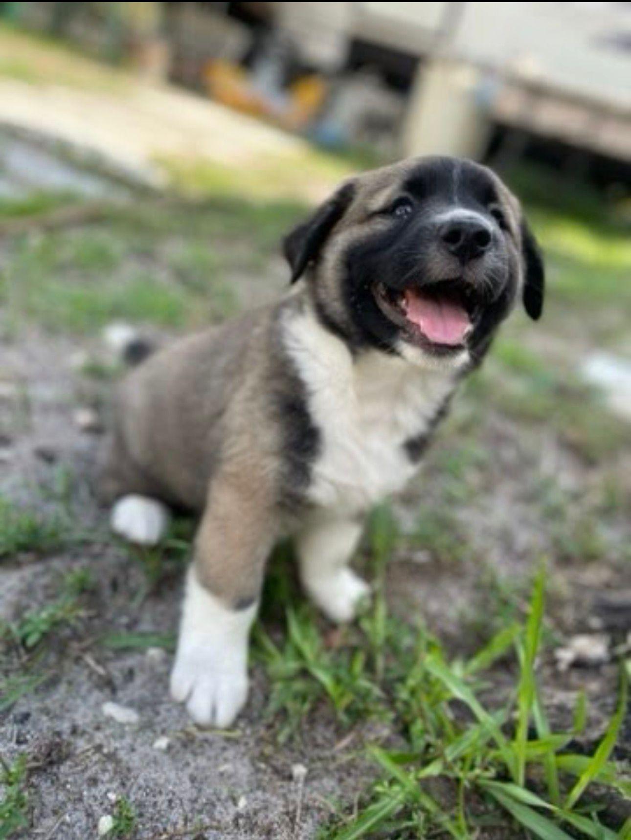 Enlarge Flint, an adopted Cattle Dog in Jupiter, FL image 1/4