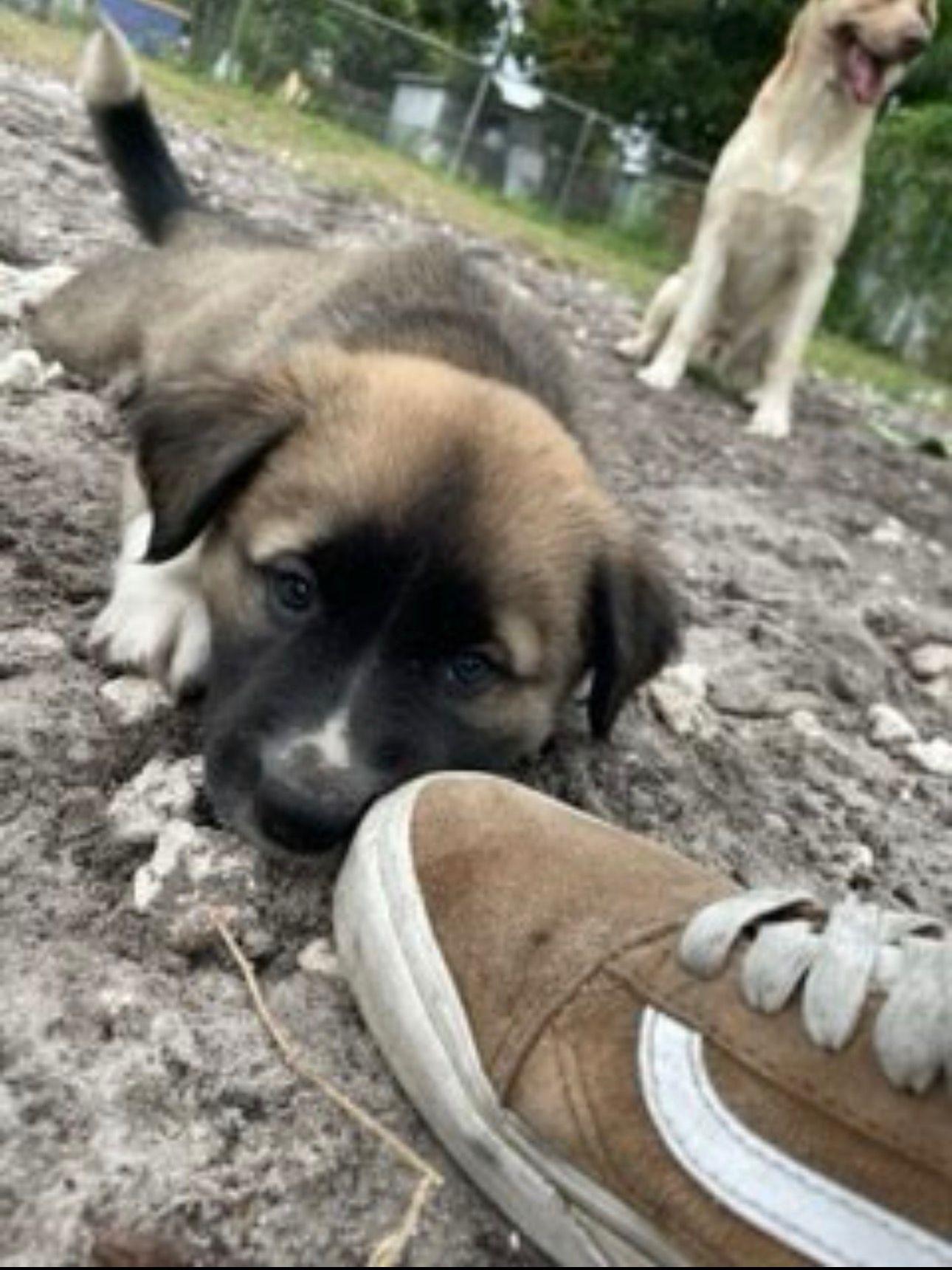 Enlarge Flint, an adopted Cattle Dog in Jupiter, FL image 4/4