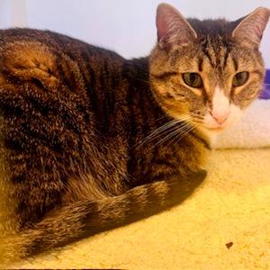 Meera, Adoptable, Adult Female Domestic Short Hair.