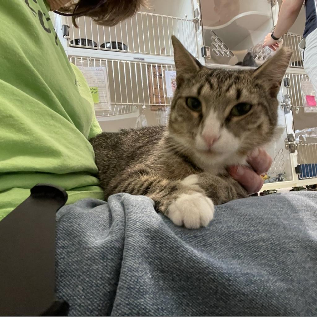 Meera, a Adoptable Domestic Short Hair in Cumming, GA image 2/6