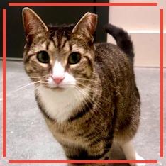 Meera, a Adoptable Domestic Short Hair in Cumming, GA image 3/6