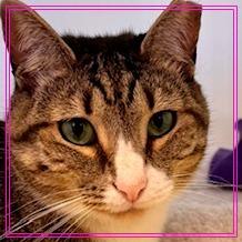 Meera, a Adoptable Domestic Short Hair in Cumming, GA image 4/6