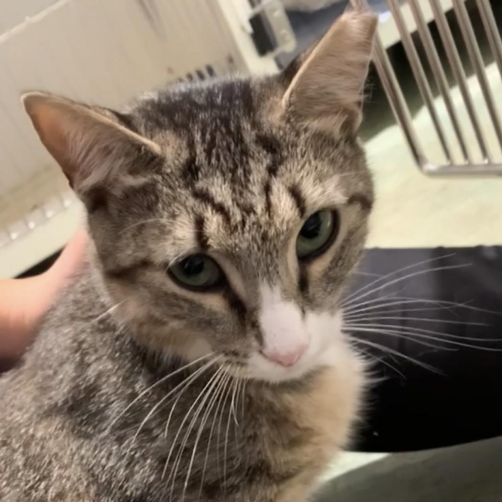 Meera, a Adoptable Domestic Short Hair in Cumming, GA image 6/6