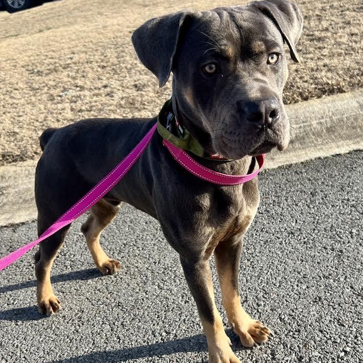 Enlarge Atlas, a Adoptable Cane Corso in Austin, AR image 2/5
