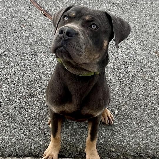 Enlarge Atlas, a Adoptable Cane Corso in Austin, AR image 1/5