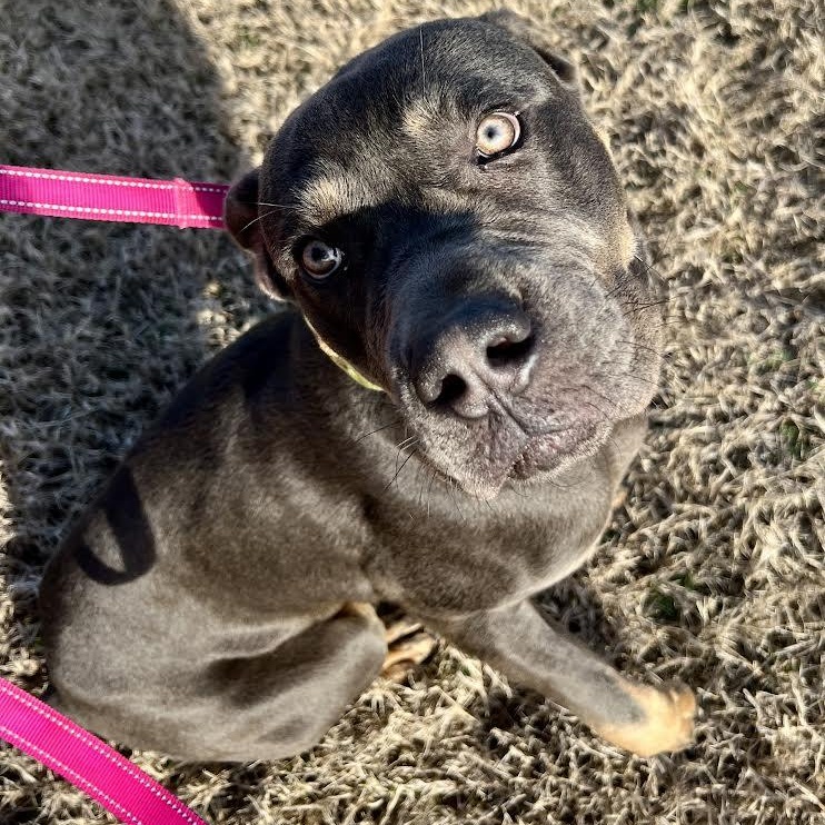 Enlarge Atlas, a Adoptable Cane Corso in Austin, AR image 3/5