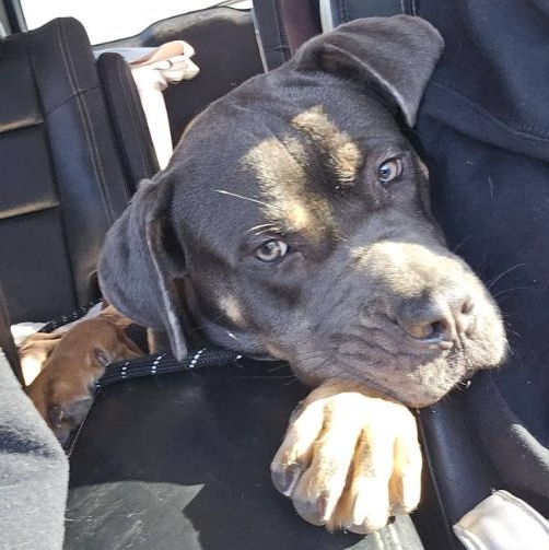 Enlarge Atlas, a Adoptable Cane Corso in Austin, AR image 4/5