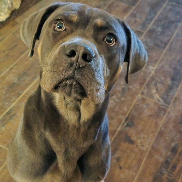 Enlarge Atlas, a Adoptable Cane Corso in Austin, AR image 5/5
