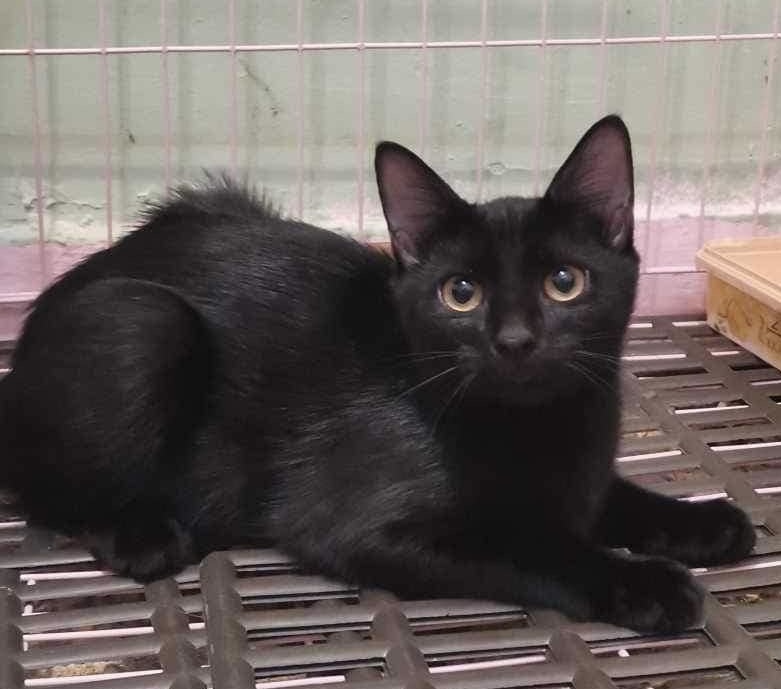 2 Black kitties 9 months, Young Female unknown