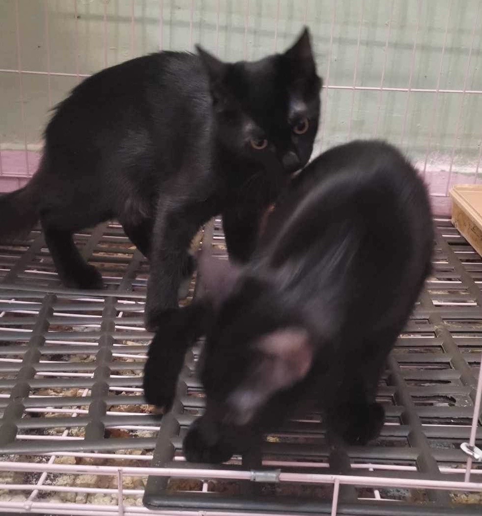 2 Black kitties 9 months photo 4
