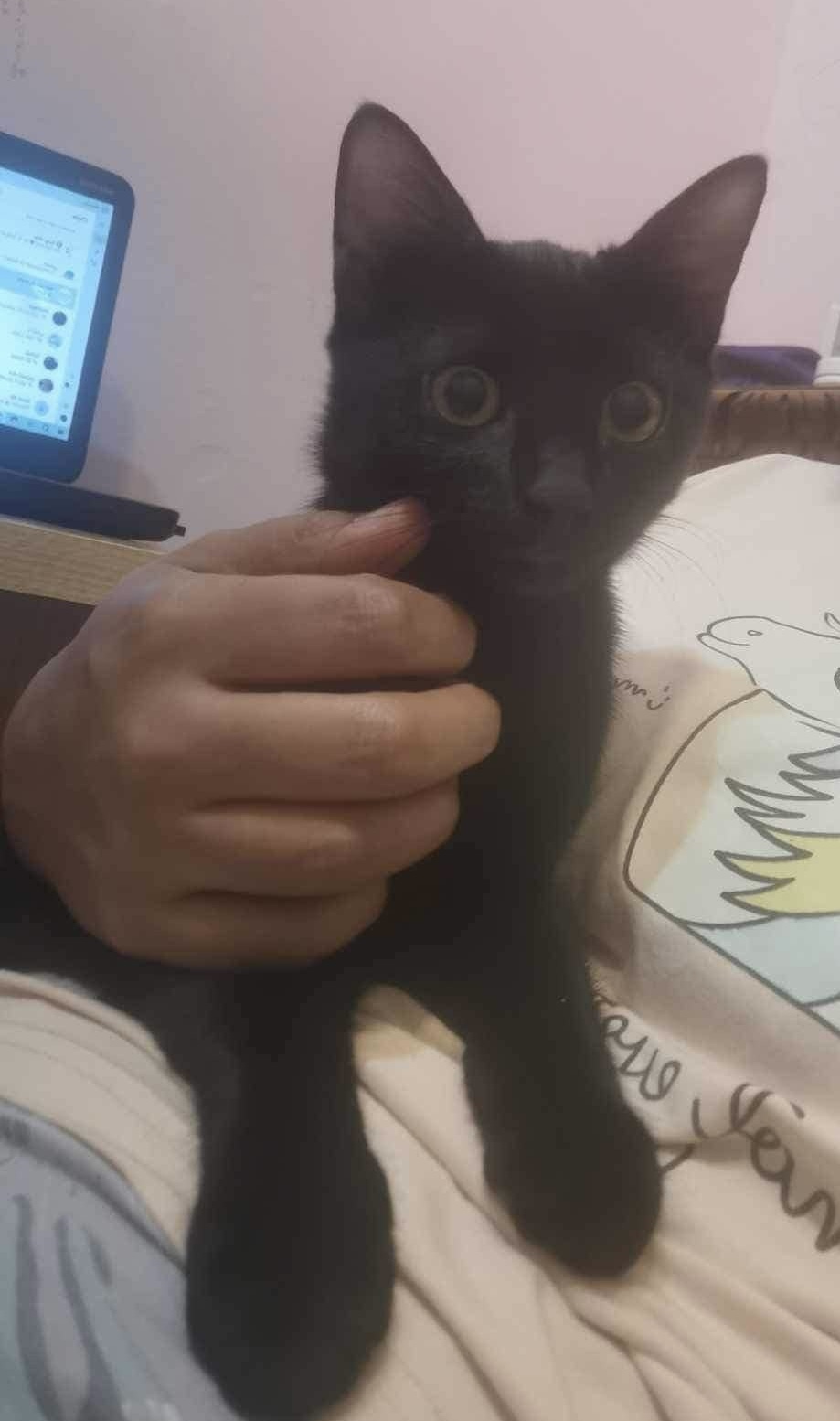 2 Black kitties 9 months photo 3