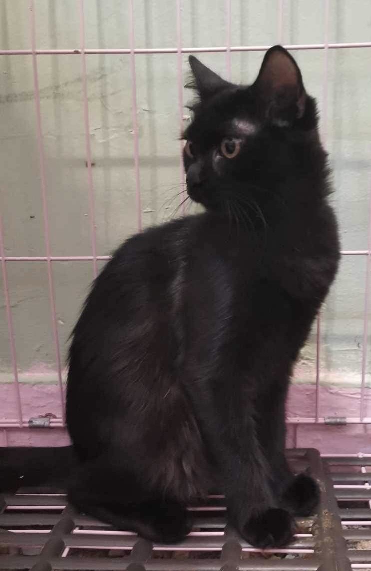 2 Black kitties 9 months photo 6