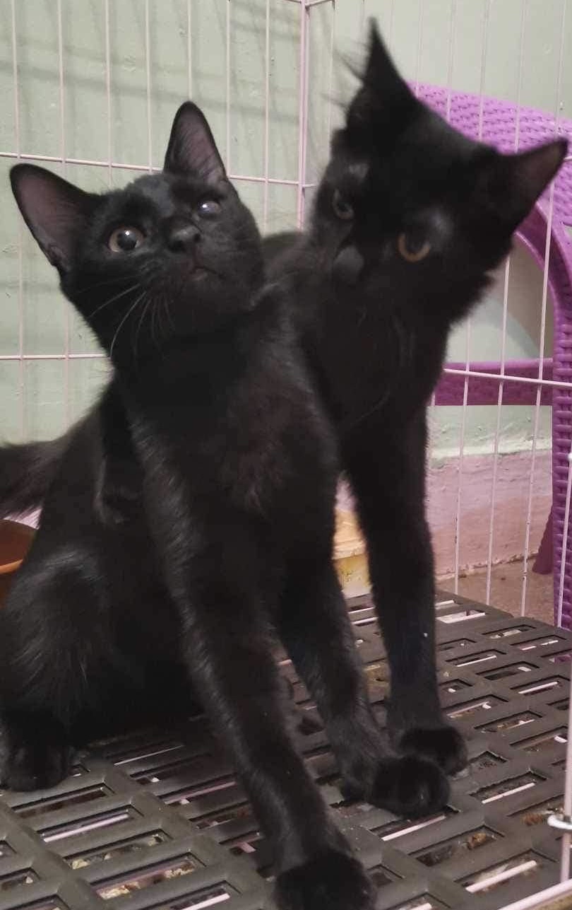 2 Black kitties 9 months photo 5