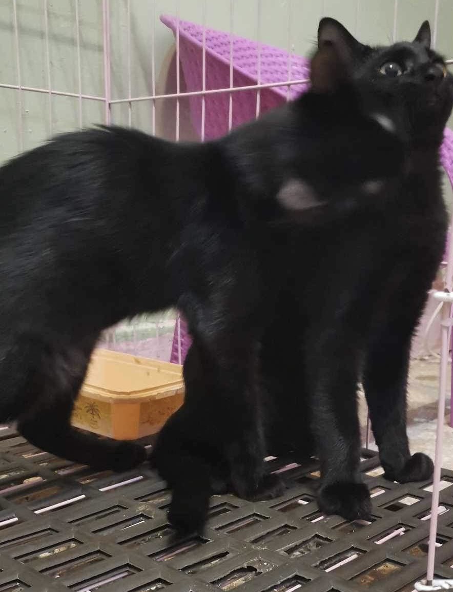 2 Black kitties 9 months photo 2