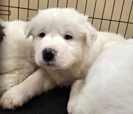 Enlarge Winter, a Adopted mixed breed in Mountain View, AR image 2/3